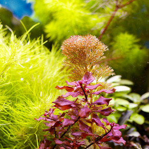 IMG_3702Людв. и кабомба.jpg