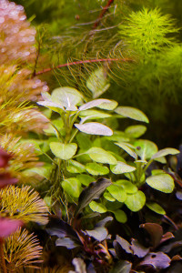 IMG_3703Лобелия мини.jpg