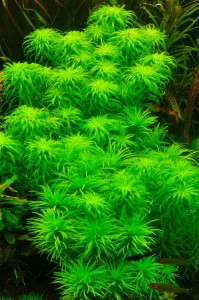 copy_324_copy_583_copy_643_copy_308_copy_500_copy_681_copy_775_Synghonanthus-sp.-Belem-1.jpg