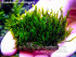 copy_699_Zollingeri.jpg