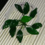 copy_729_copy_323_copy_364_1-6.jpg
