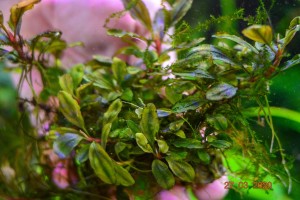 DSC_6867.jpg