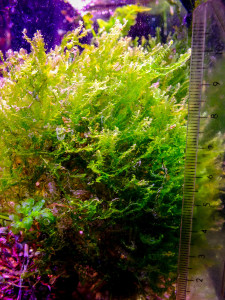 copy_205_DSCF8135.jpg