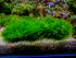 copy_240_Fenix-moss.jpg