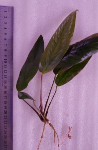 copy_43_20200315_101524.jpg
