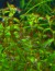 copy_591_copy_970_copy_400_copy_798_Rotala-macrandra-mini-type-2.jpg