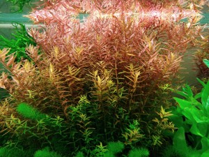 Ротала колората.jpg