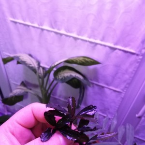 батанг кава.jpg