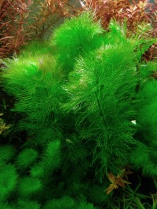 лимнофила водная.jpg