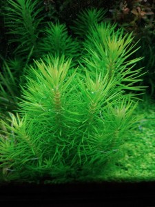 погостемон эректус.jpg