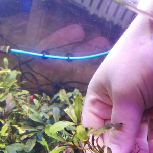 солид блу.jpg