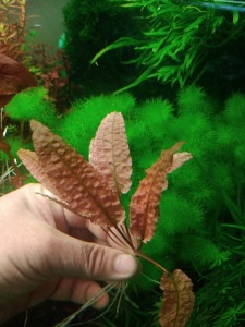 фламинго малая.jpg