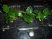 100_6021.JPG