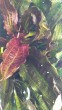 IMG_20200407_155215.jpg