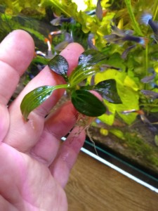 IMG_20200424_201258340.jpg