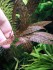 copy_335_Cryptocoryne-nurii-Pink-Line.jpg