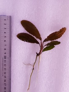 copy_369_20200413_143752.jpg