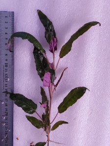 copy_723_20200413_143454.jpg