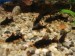 copy_729_copy_487_Corydoras_Black_Venezuela_2-300x225.jpg