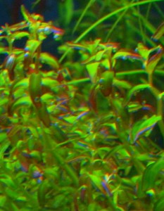 copy_858_copy_591_copy_970_copy_400_copy_798_Rotala-macrandra-mini-type-2.jpg