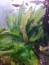 copy_969_copy_269_irina.jpg