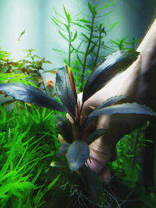 Буцефаландра Deep purple from Kapuas1.jpg