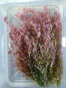 ротала колората.jpg