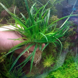 эриокаулон Вьетнам а1.jpg