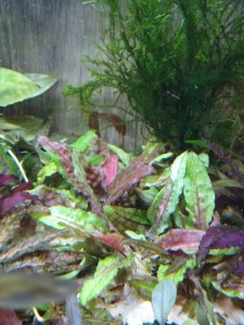 IMG_20200501_141529371_MP.jpg