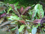 IMG_20200501_141840210.jpg