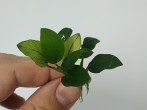 IMG_20200522_171912.jpg