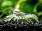 copy_219_copy_113_Brazos-Dwarf-Crayfish-1_1024x1024.jpg