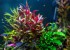 copy_324_Alternanthera-reineckii-«lilacina»_1.jpg