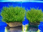 copy_389_moss-sp-610.jpg