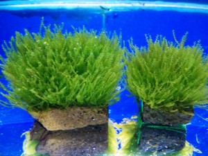 copy_389_moss-sp-610.jpg