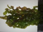 copy_441_040420081864.jpg