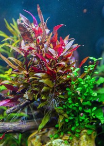 copy_610_Alternanthera-reineckii-«lilacina».jpg
