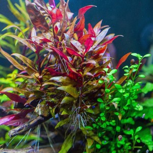 copy_610_Alternanthera-reineckii-«lilacina».jpg