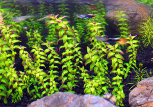 copy_958_copy_398_copy_848_copy_107_copy_354_copy_791_Rotala-sp.-Pearl-600x600.jpg