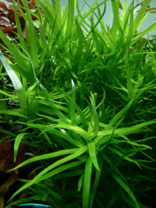 Гетерантера остролистная 5.jpg