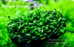 Bucephalandra.jpg