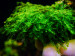 Callicostella prabaktiana - moss sp. Sumater.jpg