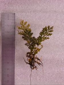 Heteroclita Cuspidata Mini.jpg