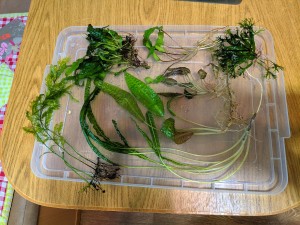 IMG_20200610_131015.jpg