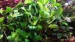 IMG_20200611_084158.jpg
