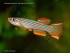 copy_29_copy_979_A_striatum_Cap_Esterias_GHH_99_28_M_crw_2673_1_640.jpg