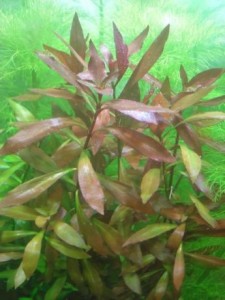 421395864_2_644x461_lyudvigiya-repens-h-palyustrisakvariumnoe-rastenie-fotografii_rev001.jpg