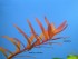 copy_235_copy_587_copy_865_copy_145_copy_75_copy_107_copy_857_rotala_colorata.jpg