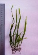 copy_75_copy_237_copy_773_neadle-leaf.jpg