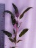 copy_859_copy_605_copy_155_Hemigraphis.jpg